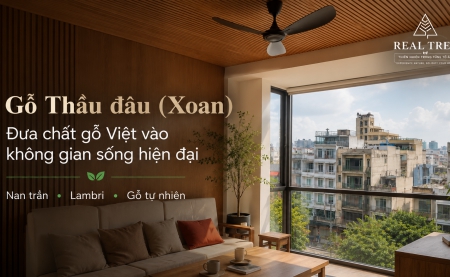 Gỗ Thầu đâu (Xoan) – Đưa chất gỗ Việt vào không gian sống hiện đại
